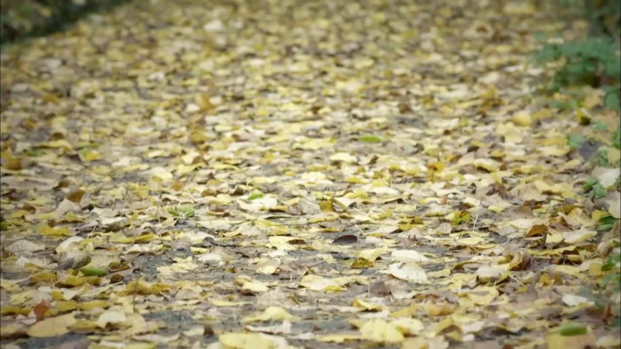 Кадры из сериала Великолепный век 16 серия 4 сезон (2011)